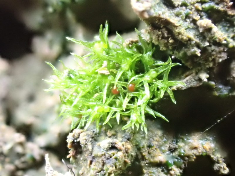 Micromitrium Moss photo 3