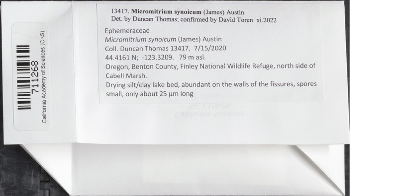 Micromitrium Moss photo 5