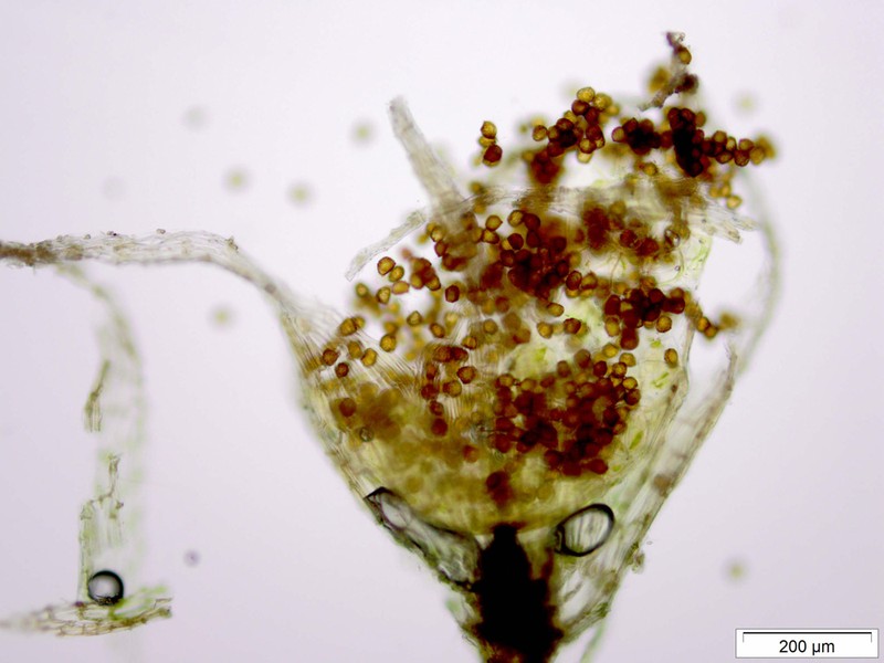 Micromitrium Moss photo 7