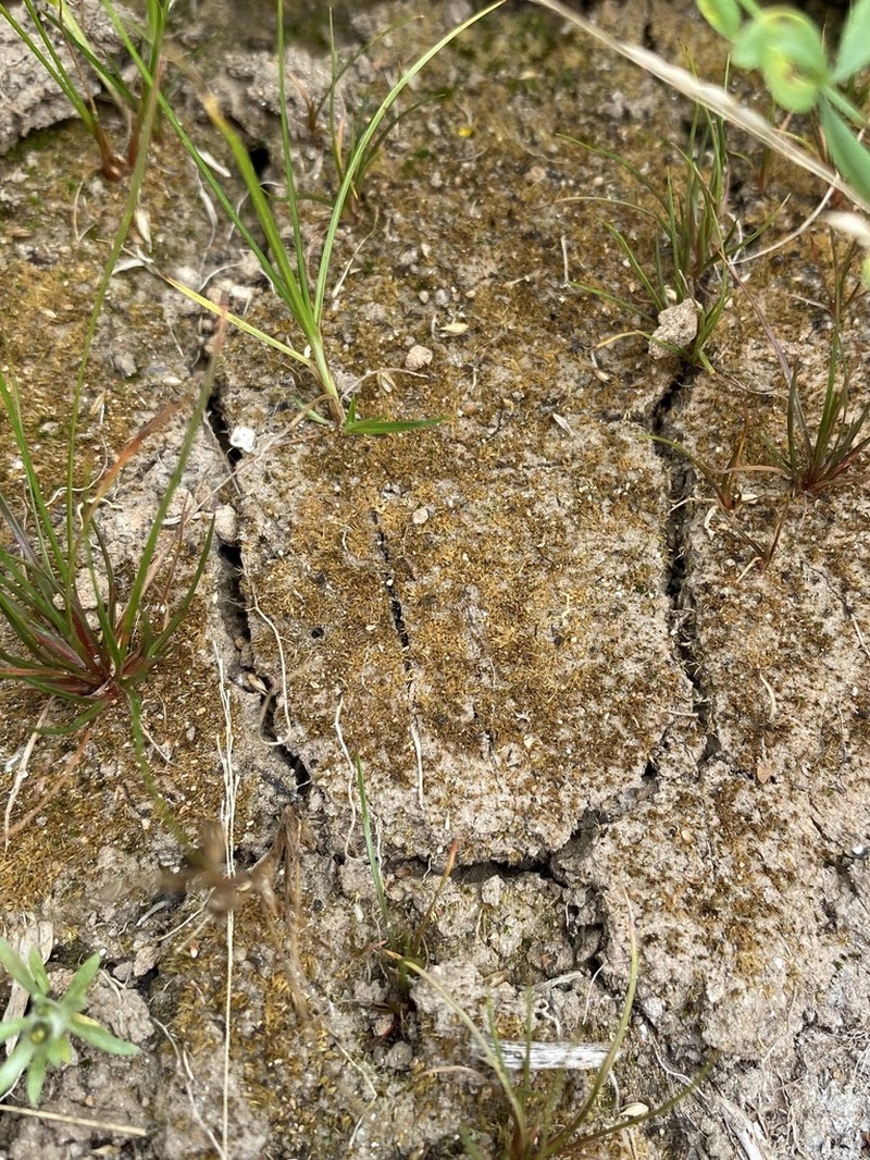 Micromitrium Moss