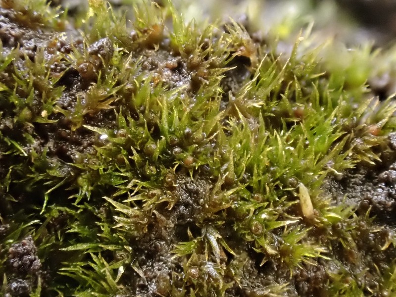 Micromitrium Moss photo 2