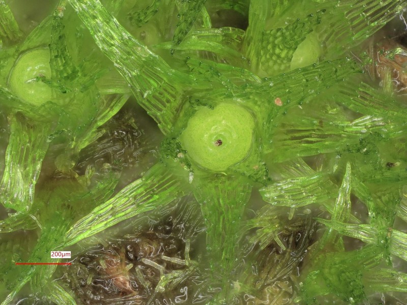 Micromitrium Moss photo 3