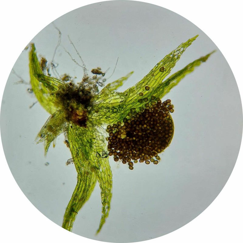 Micromitrium Moss photo 4