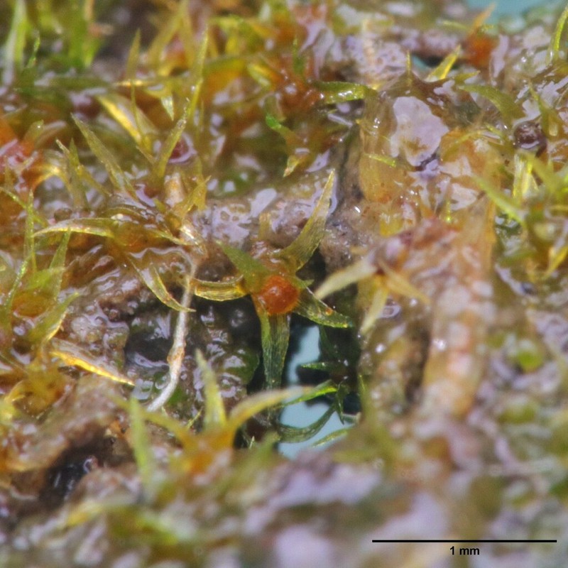 Micromitrium Moss photo 5