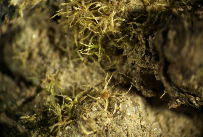 Micromitrium Moss photo 6