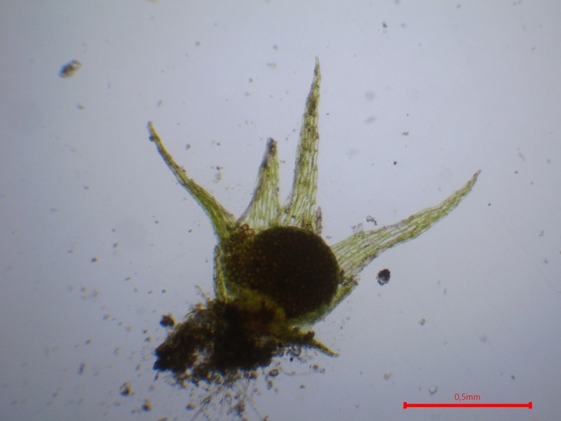 Micromitrium Moss photo 7