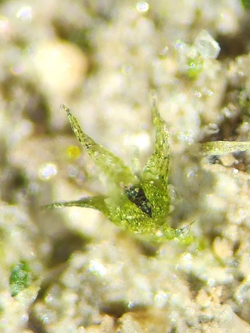 Micromitrium Moss photo 8