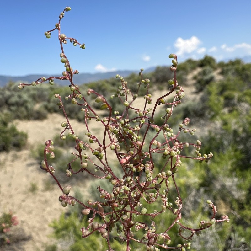 Small Povertyweed