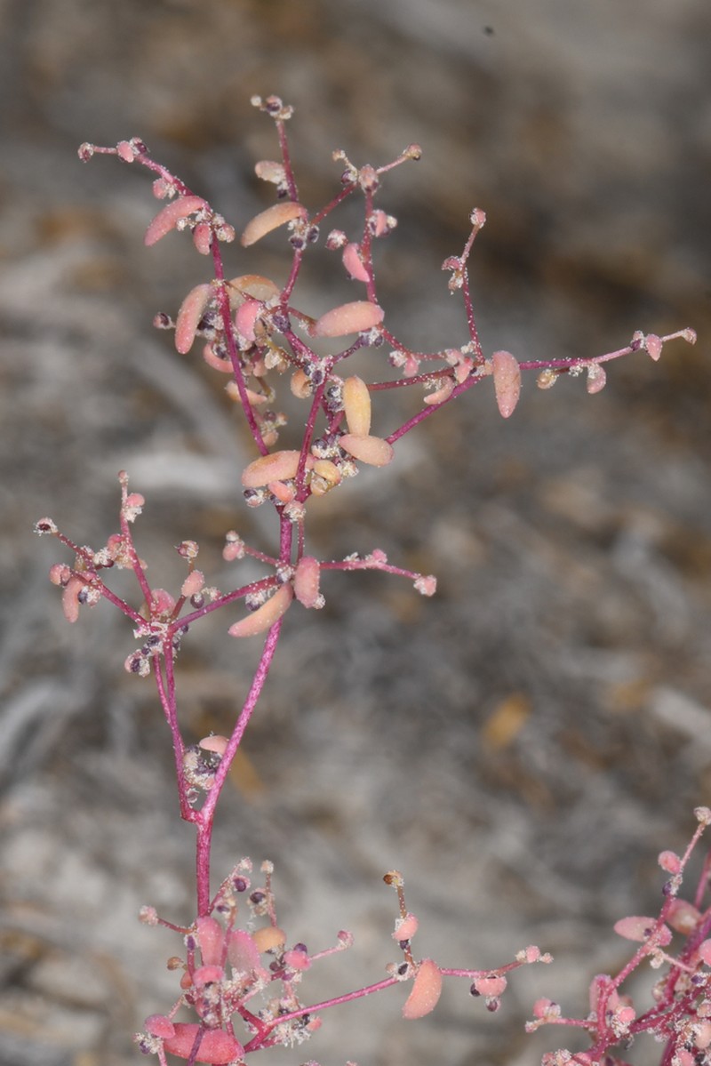 Small Povertyweed photo 6