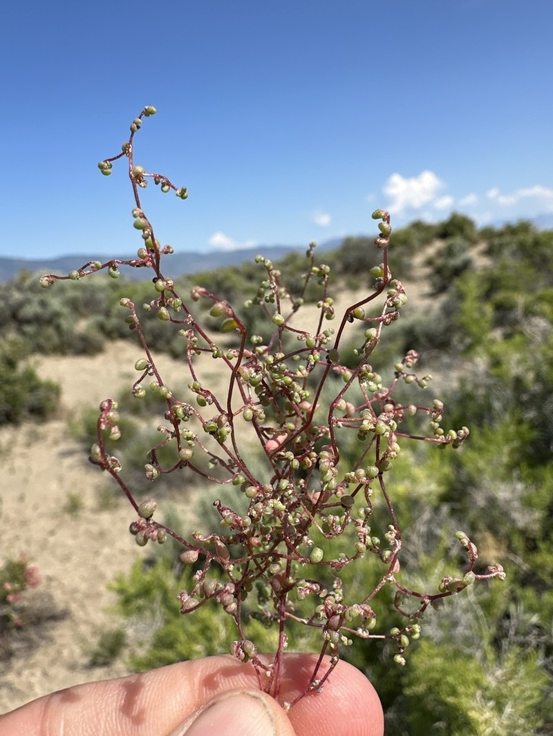 Small Povertyweed photo 7