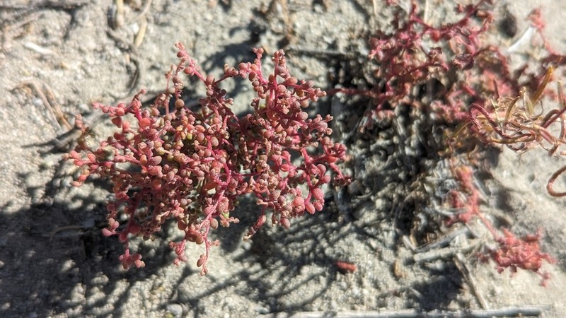 Small Povertyweed photo 8