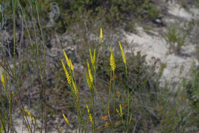 Micromyrtus flava photo 4
