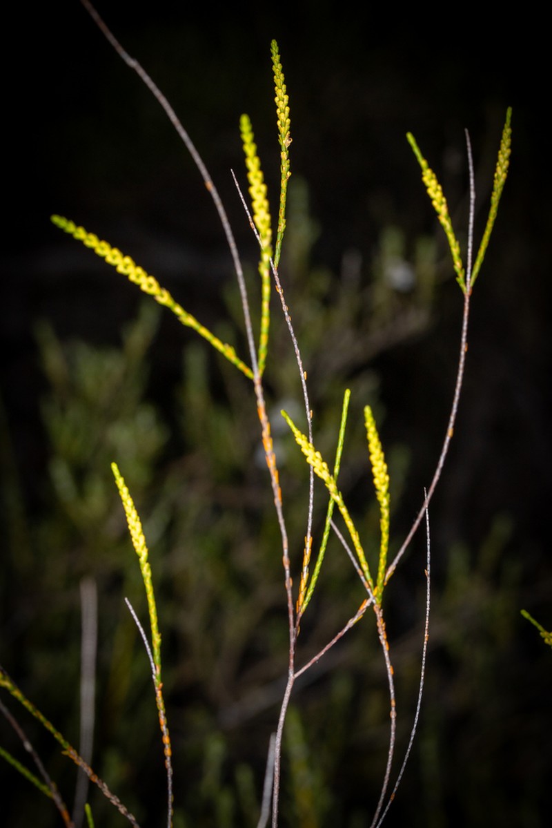 Micromyrtus flava photo 5