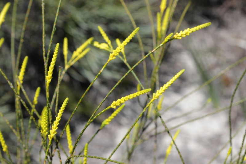 Micromyrtus flava photo 6