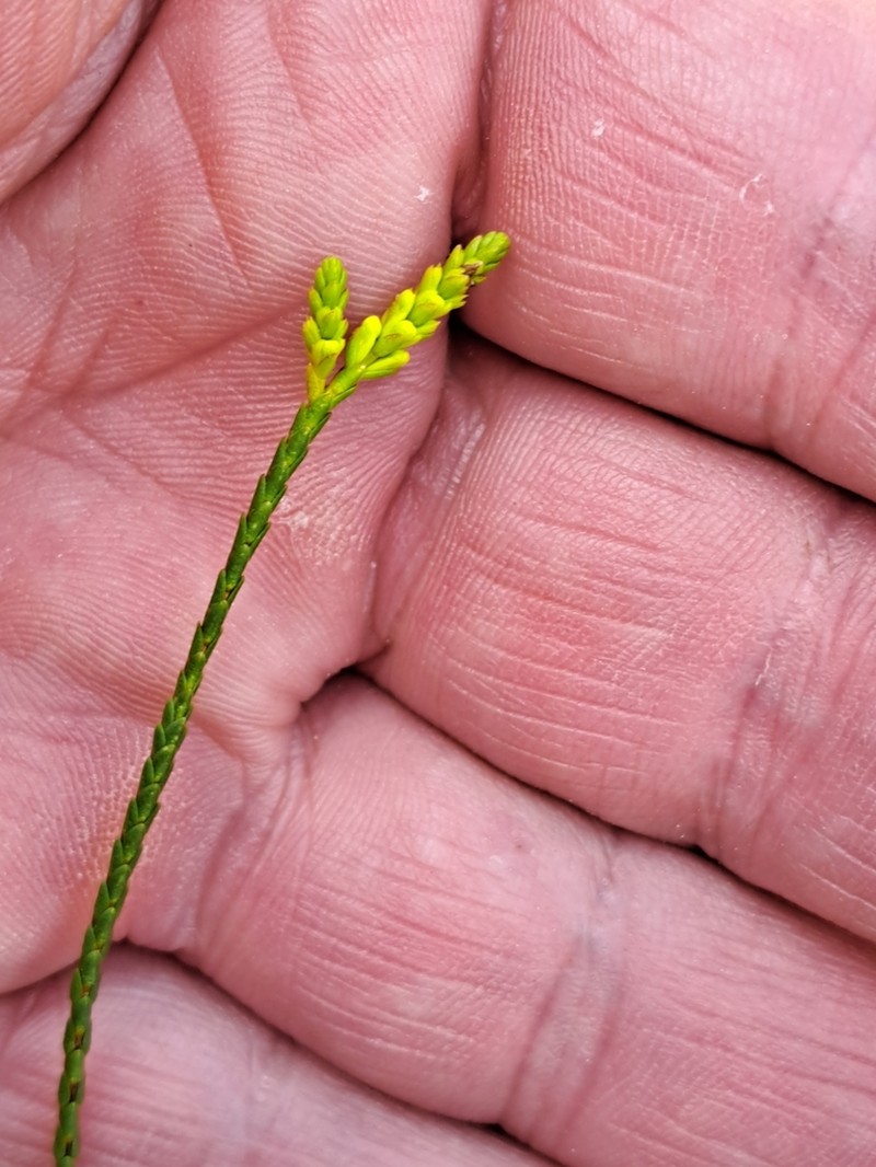 Micromyrtus flava photo 7