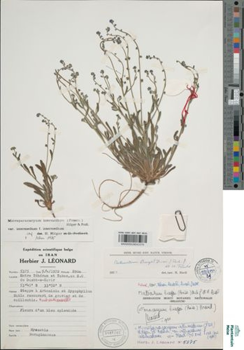 Microparacaryum intermedium f. intermedium