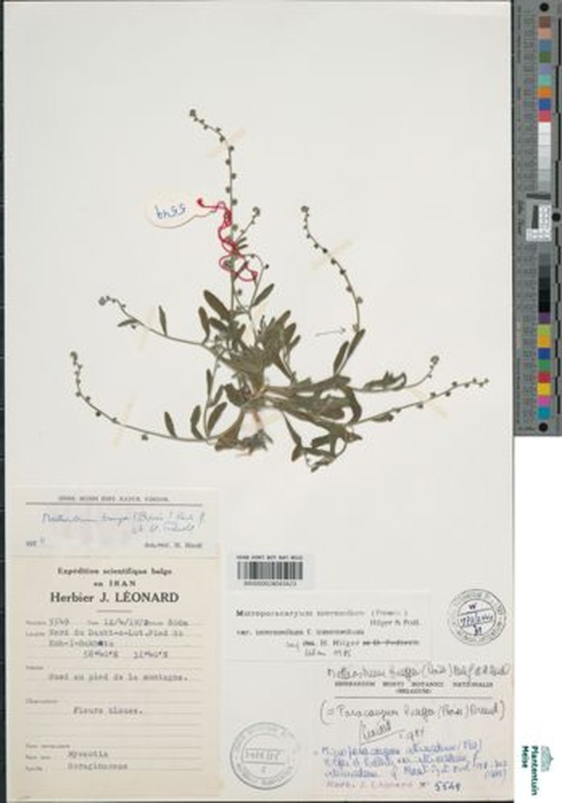 Microparacaryum intermedium f. intermedium photo 2