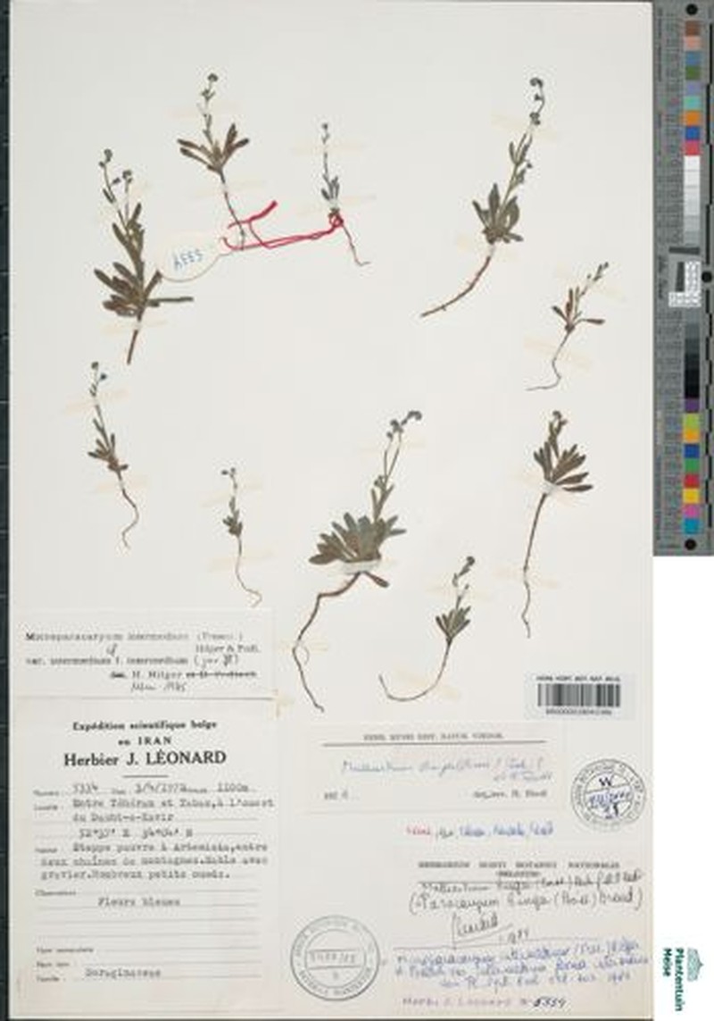 Microparacaryum intermedium f. intermedium photo 3