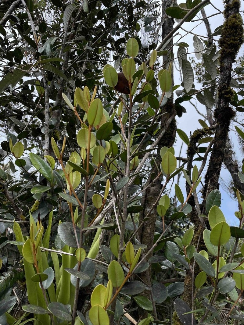 Caimitillo Verde