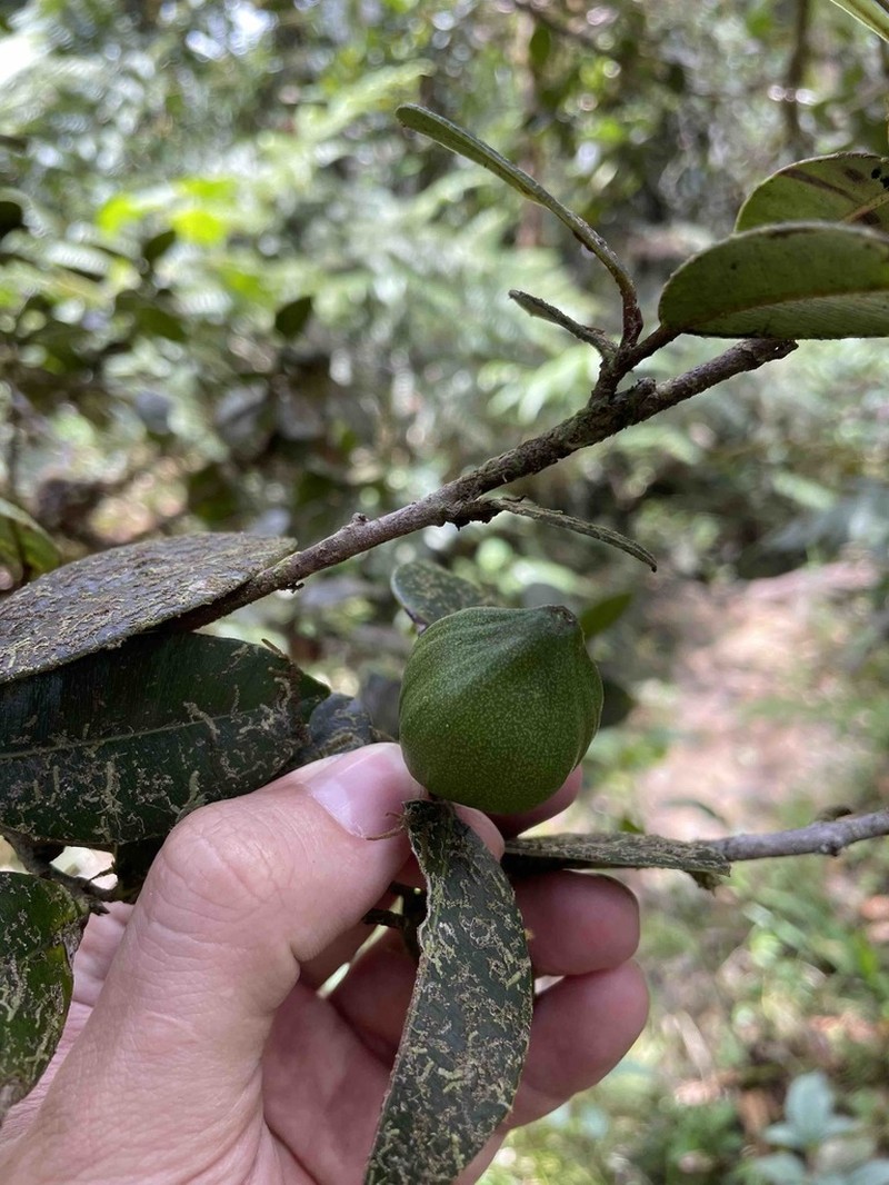 Caimitillo Verde photo 2