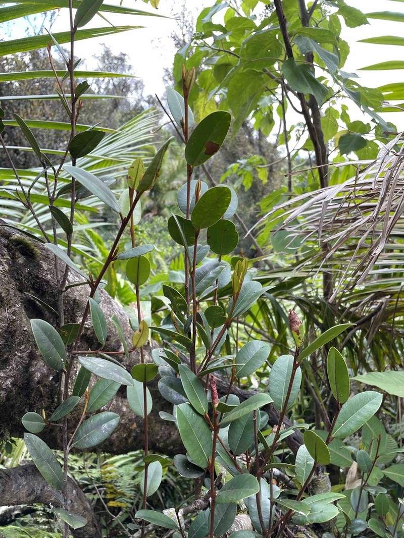 Caimitillo Verde photo 3