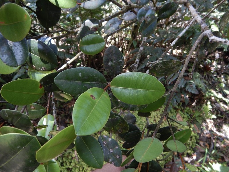 Caimitillo Verde photo 4