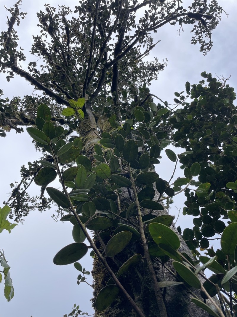 Caimitillo Verde photo 5