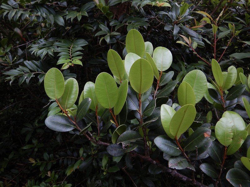 Caimitillo Verde photo 7