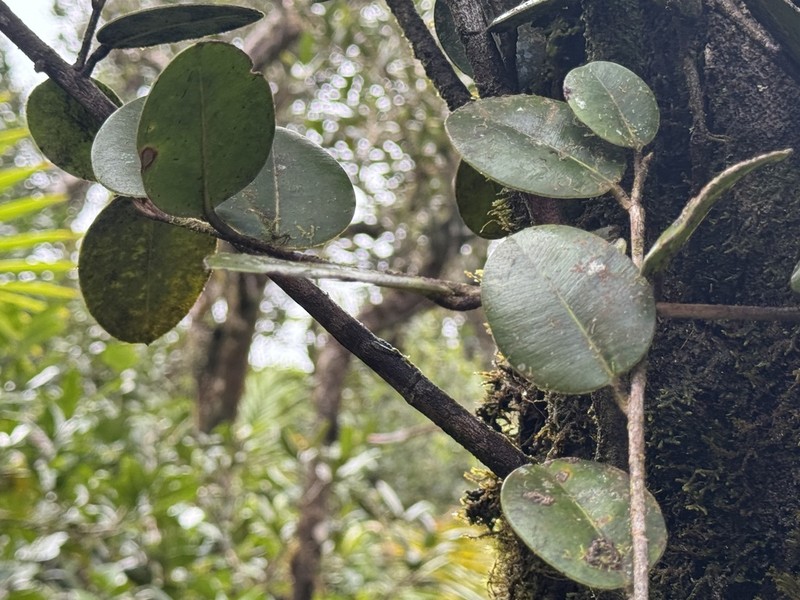Caimitillo Verde photo 8
