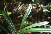 Wild Balata