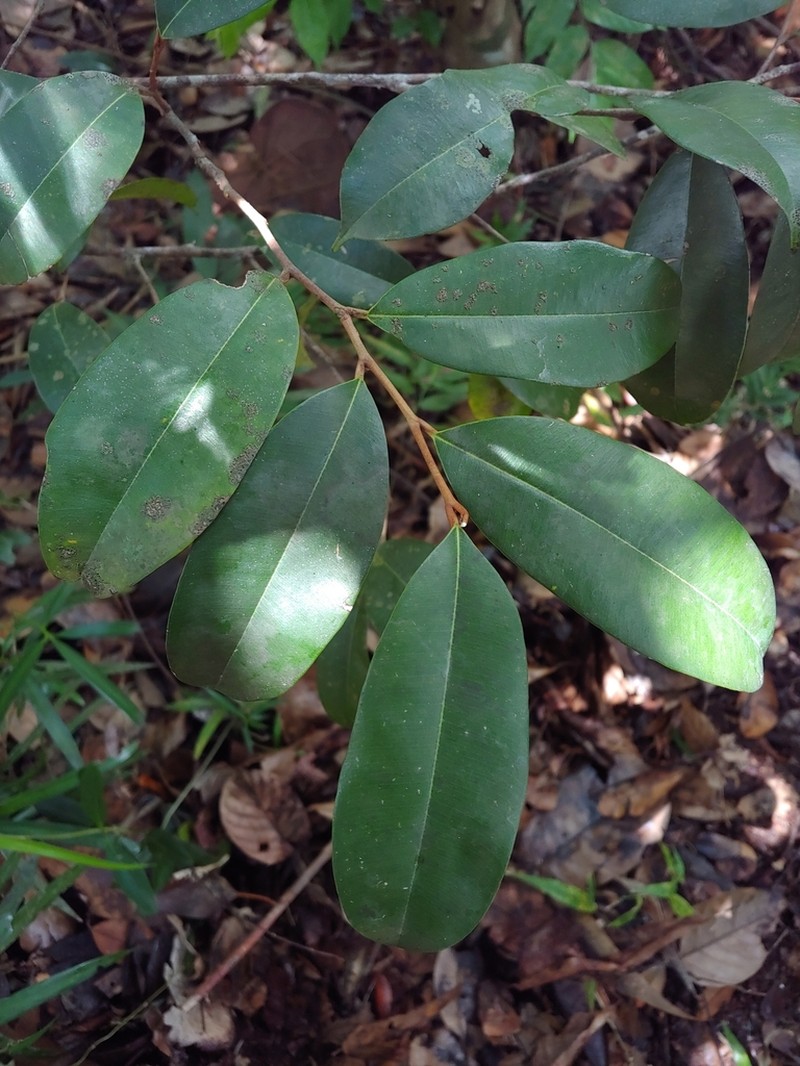Wild Balata photo 2