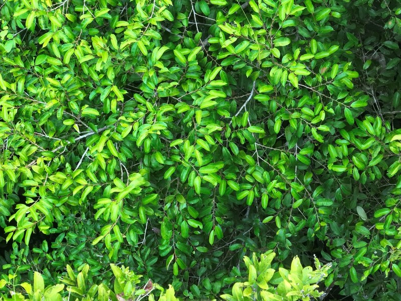 Wild Balata photo 3