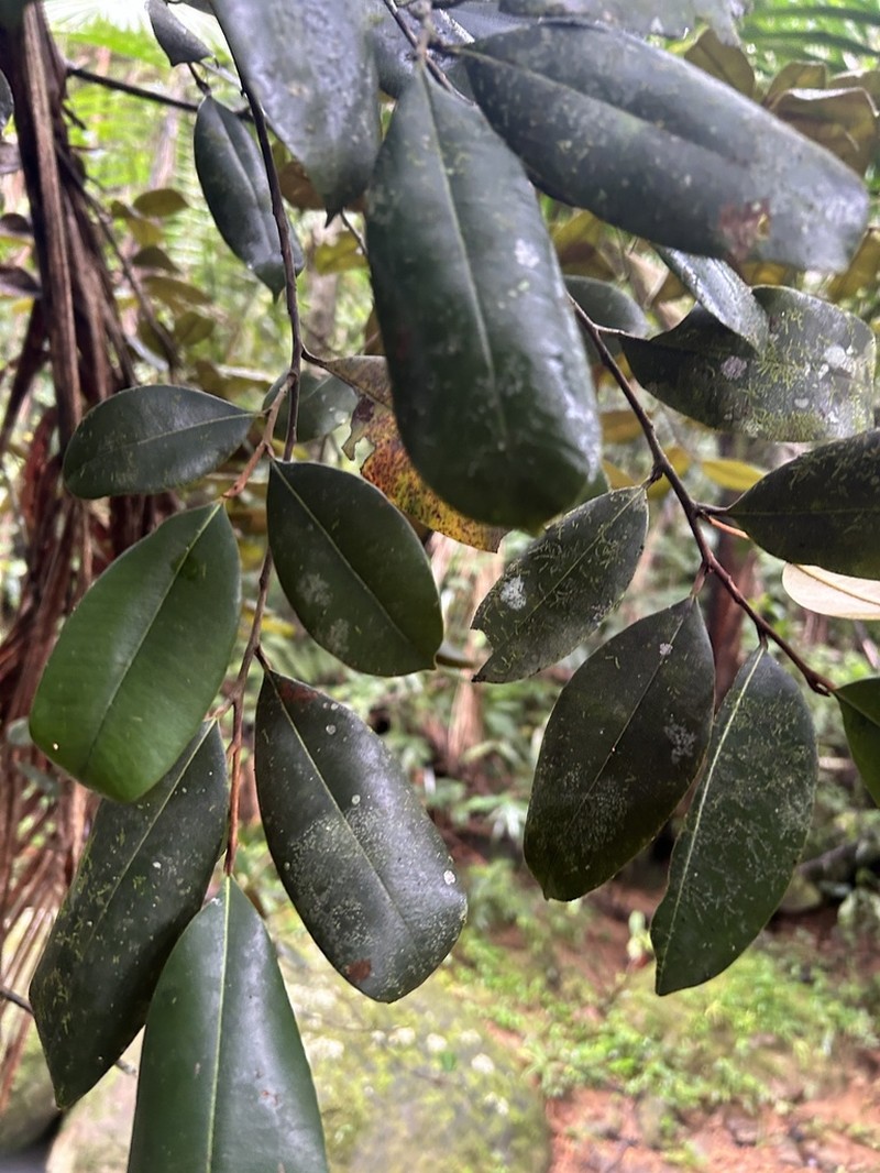 Wild Balata photo 4