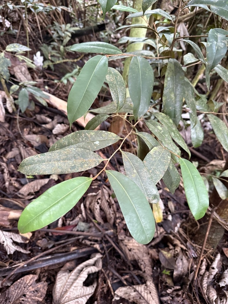 Wild Balata photo 6