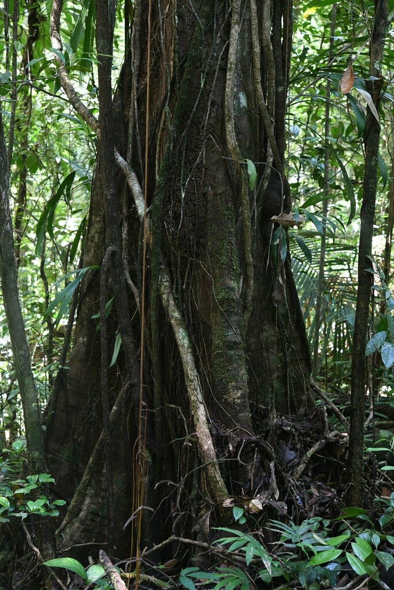 Wild Balata photo 7