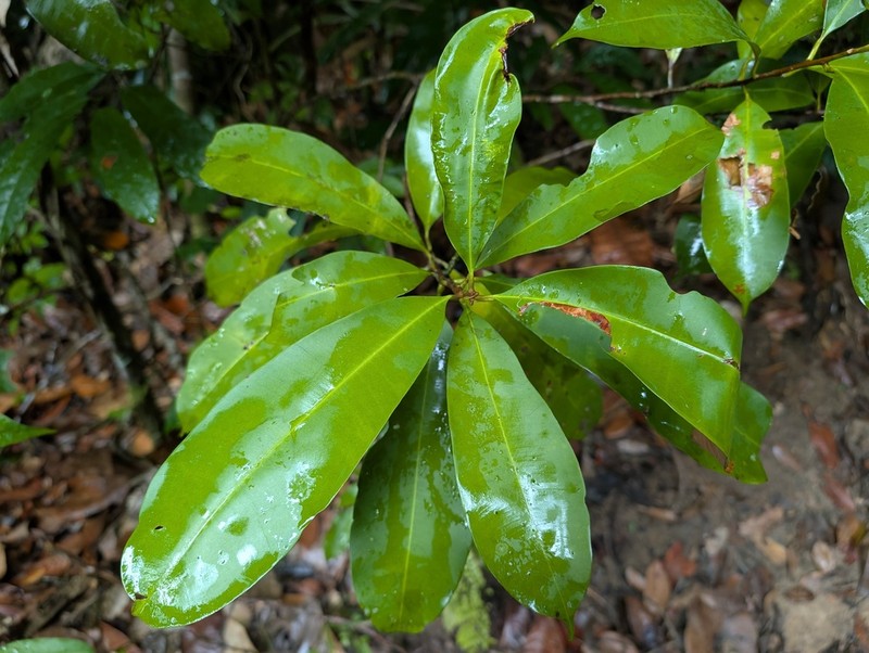 Wild Balata photo 8