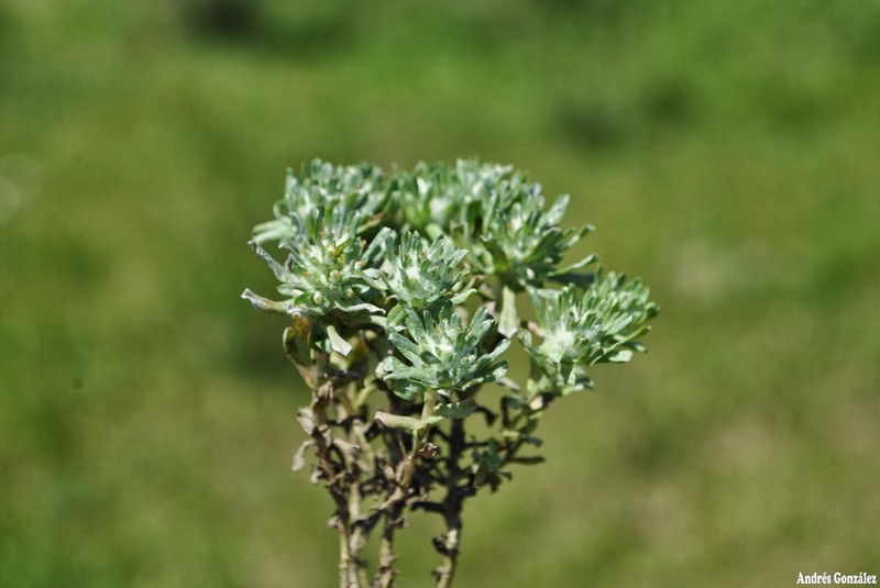 Bighead Straitjackets