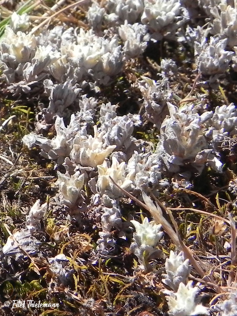 Micropsis nana