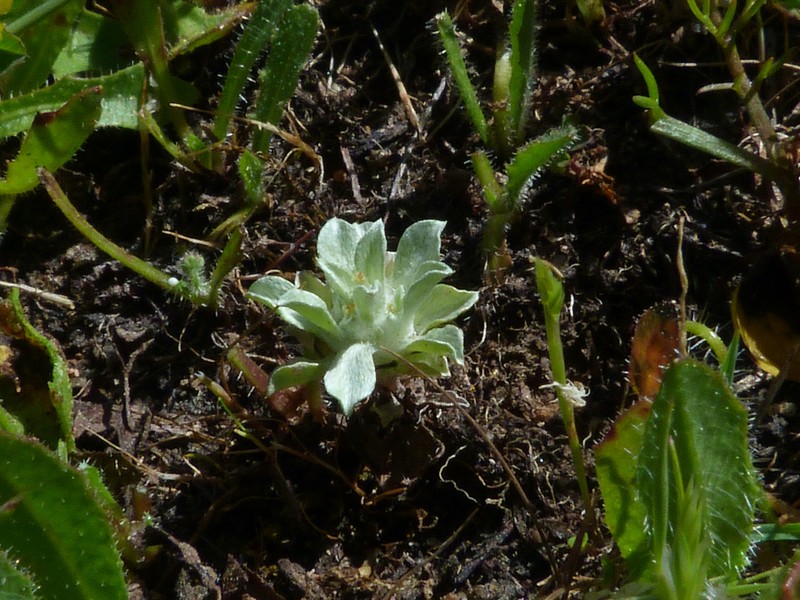 Micropsis nana photo 2
