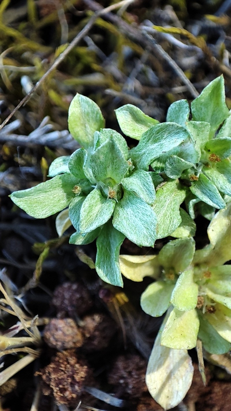 Micropsis nana photo 3