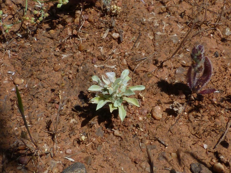 Micropsis nana photo 4