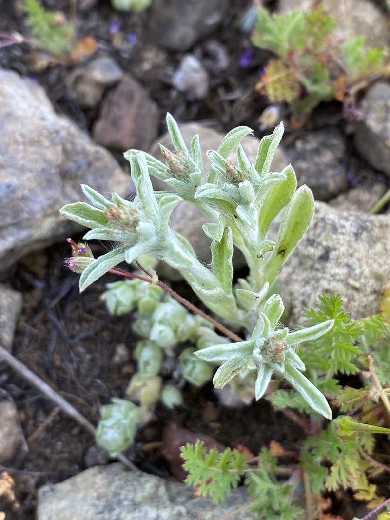Micropsis nana photo 5