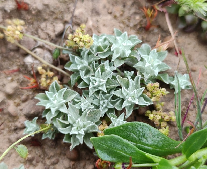 Micropsis nana photo 6