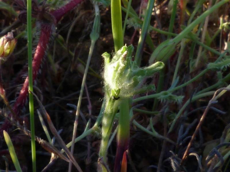 Micropsis nana photo 7