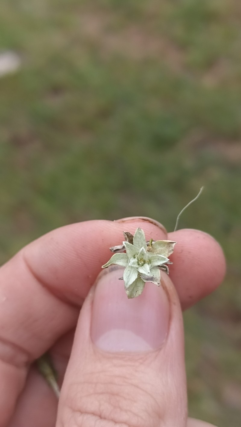 Micropsis nana photo 8
