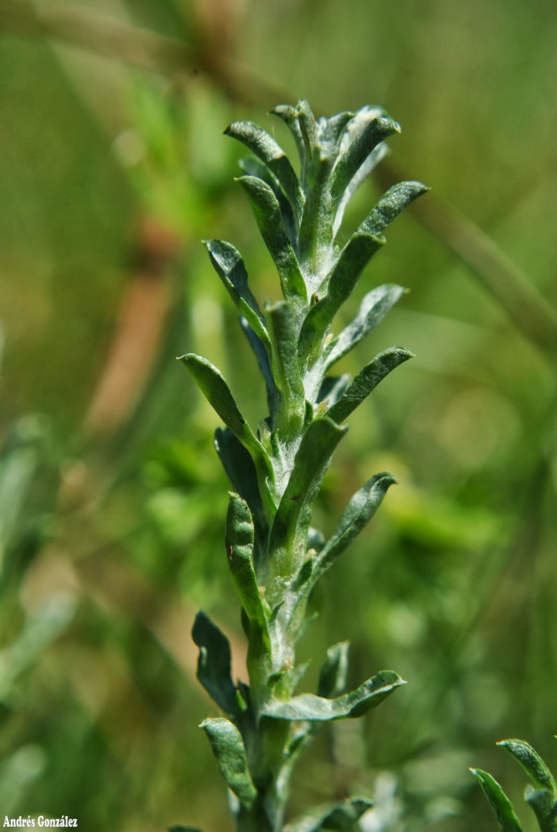 Micropsis ostenii