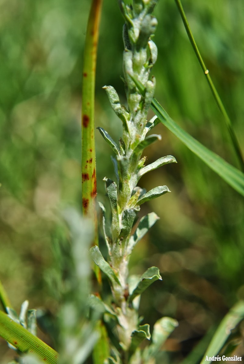 Micropsis ostenii photo 2