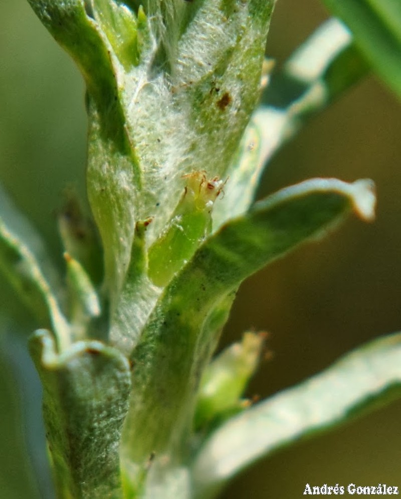 Micropsis ostenii photo 3