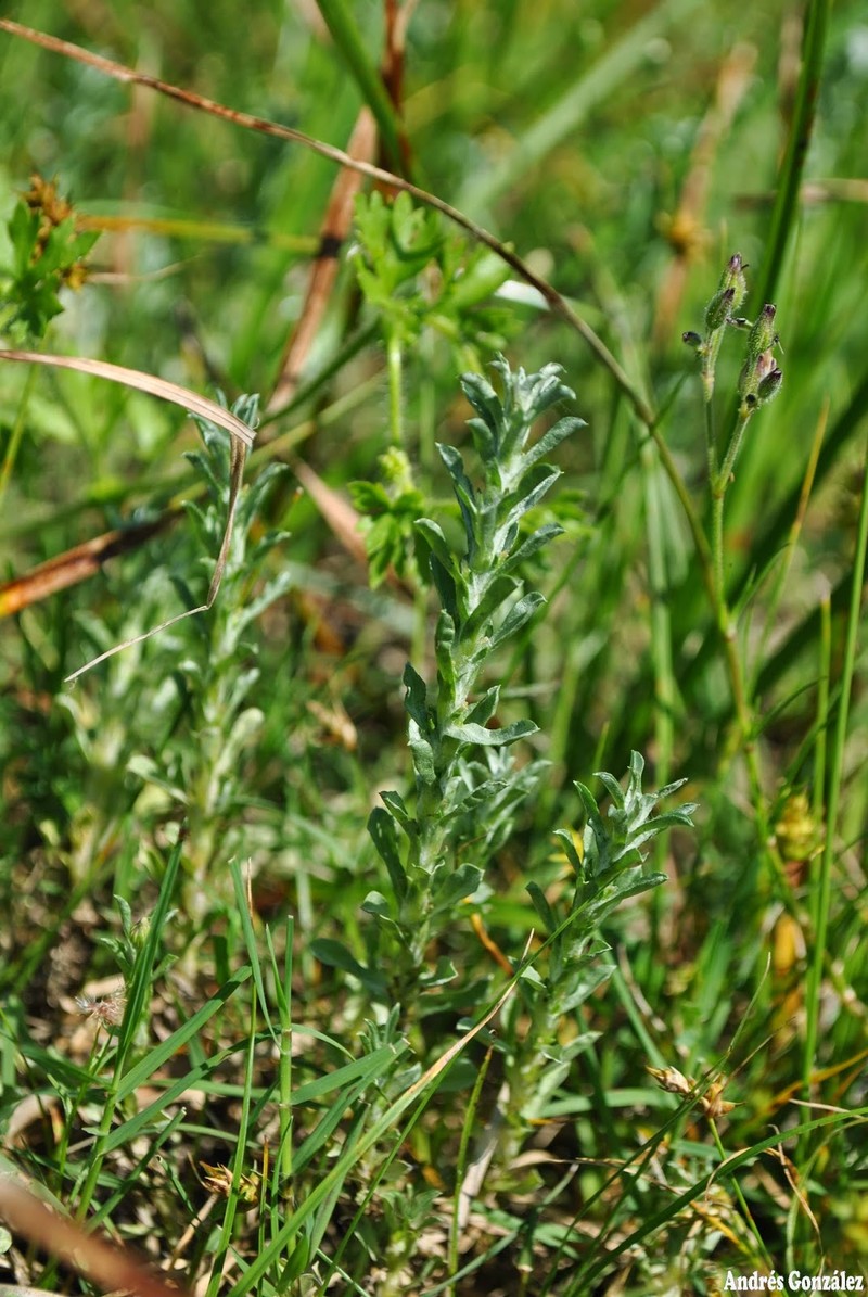 Micropsis ostenii photo 4
