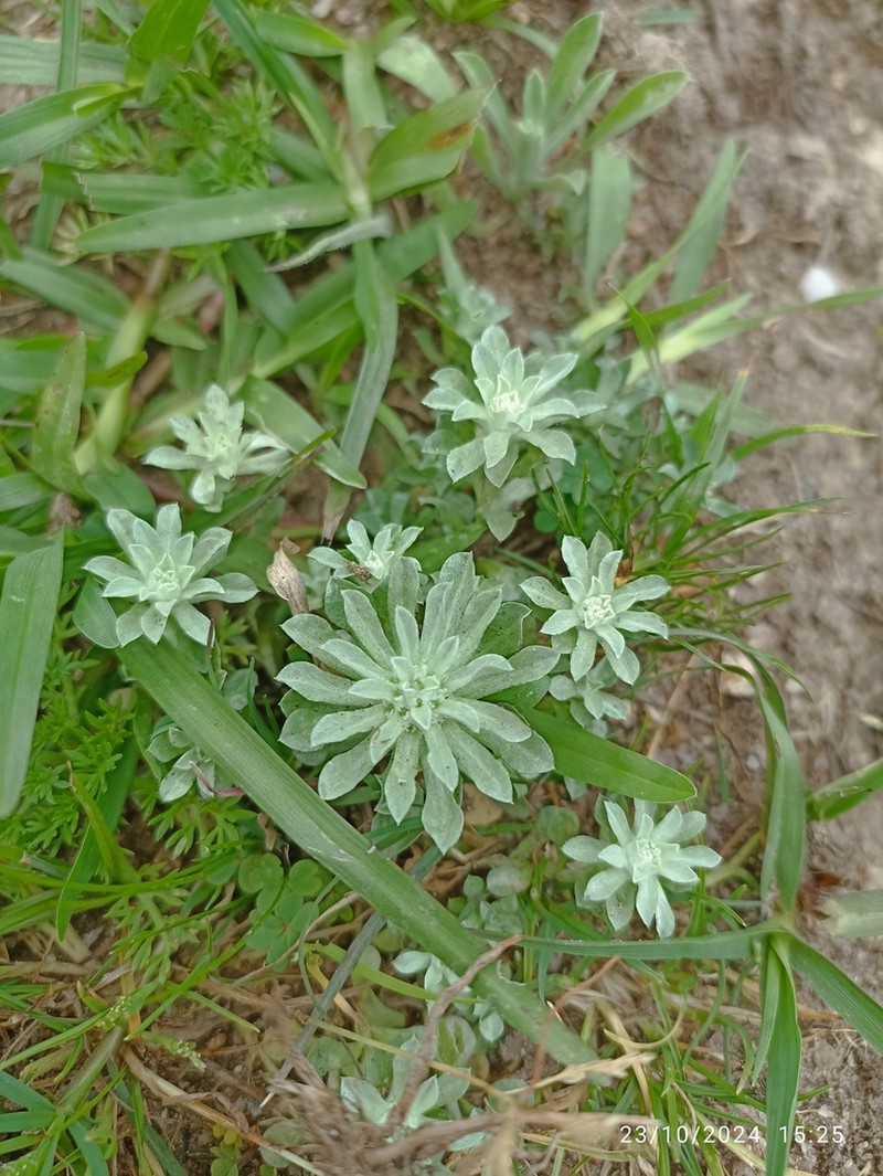 Micropsis spathulata